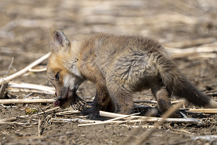 年轻狐狸箱宝宝红狐工具野生动物食肉哺乳动物荒野动物幼兽红色图片