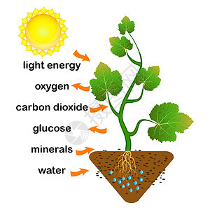 光合作用示意图 植物产生氧气的过程海报剪贴葡萄糖森林土壤韧皮部太阳阳光生物学风景图片