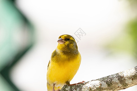 明亮的黄黄色男性 大西洋加那利鸟雀科野生动物目鸟动物羽毛雀形图片