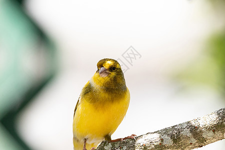 明亮的黄黄色男性 大西洋加那利鸟目鸟雀形野生动物羽毛雀科动物图片