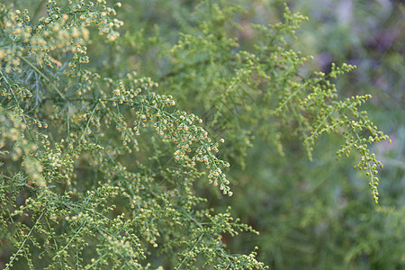 山上野生的药用植物 在高山上生长出野外的植物中草本输液寄生虫金子宏观荒野叶子健康种子医疗图片