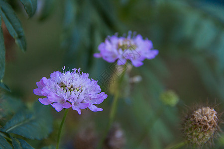 春天在花园的花朵中放入花园里枕形花焦点选择性蓝色紫色植物草本植物植物群绿色花粉图片