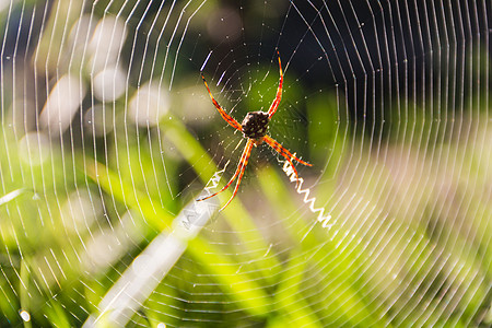 一只在花园的网状上的阿吉奥普叶洛巴塔帕拉斯蜘蛛蜘蛛科宏观荒野叶形动物野生动物蜘蛛网网络农村蛛科图片