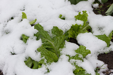 雪盖花园的生菜收获菊苣农场菜园农业栽培植物叶子冰晶洋葱背景图片