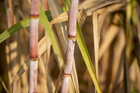 甘蔗收获季节 甘蔗作物准备收割场地农民培育植物纤维果汁热带食物生长树苗图片