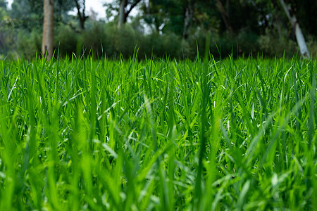 田里的绿色水稻植物 稻田里生长着年轻的绿色水稻植物图片