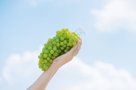 收割时间 人类手中的新鲜葡萄 在天空背景上拔出多汁的葡萄季节藤蔓水果收成采摘绿色葡萄园晴天农业食物图片