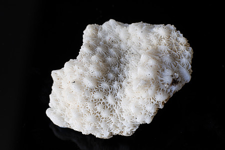 干珊瑚骨壳的近距离拍摄岩石墙纸收藏生活环境殖民地动物作品情调骨骼图片