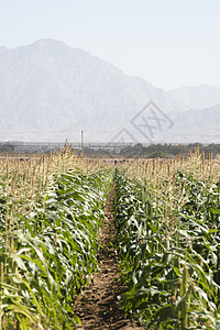 种植玉米农业 绿色园林美化和复制空间图片