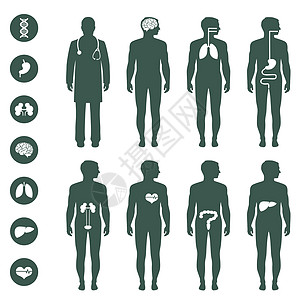 医疗器官 ico图表医疗插图药品生物学解剖学科学冒号信息器官图片