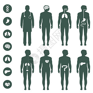 风干肠医疗器官 ico图表医疗插图药品生物学解剖学科学冒号信息器官插画