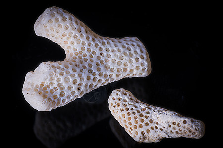 干珊瑚骨壳的近距离拍摄息肉骨骼生物学碳酸盐化石异国环境动物作品墙纸图片