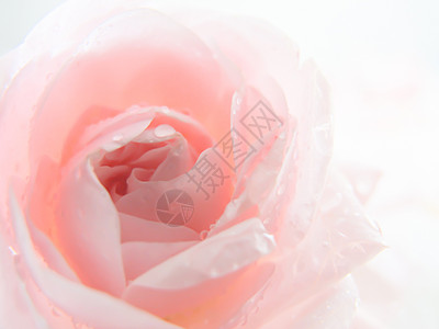 无焦点模糊的粉色玫瑰 抽象浪漫背景 糊贴和软花卡图片
