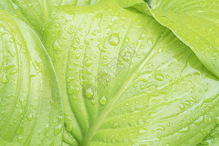 带雨滴的叶寄主特写为背景绿色选择性绿叶植物植物群生活植物学花园焦点叶子图片