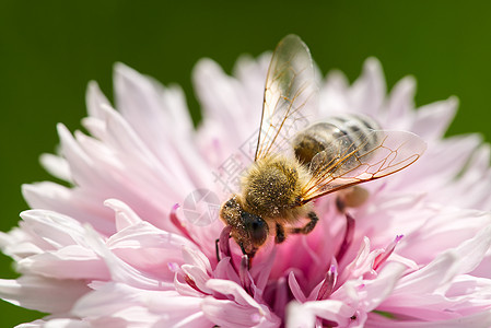 蜜蜂收集花朵中的花粉 白蜜蜂花花 特写自然背景图片