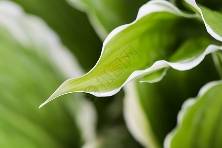 自然背景 花园里的车前草百合 带有白色边框的特写绿叶边界植物植物群百合生物宏观树叶叶子芭蕉玉簪图片