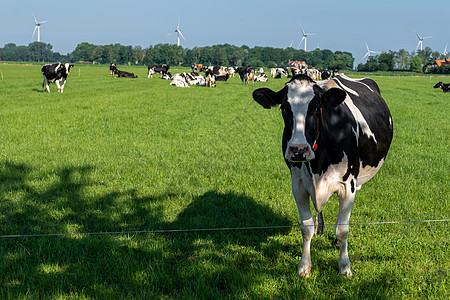 荷兰诺尔多斯托斯波德弗莱沃兰的春天天气期间 外面的荷兰奶牛群风景家畜农业奶制品阳光团体农村农田动物草原图片