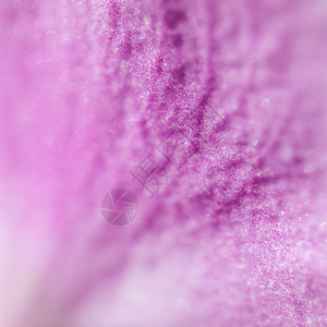 紫兰花粉花碎片 宏花底底色礼物脆弱性情调热带婚礼植物植物群宏观周年花束图片