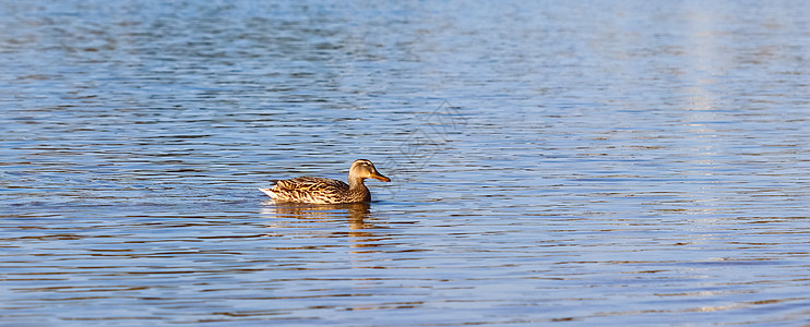 在湖上游泳的马拉德鸭鸭子晴天女性水禽反射脖子银行翅膀波纹池塘图片