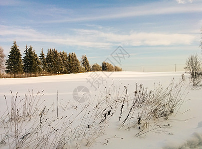 美丽的冬季风景 雪地 森林和蓝天空 在寒冷的阳光明媚的日子图片