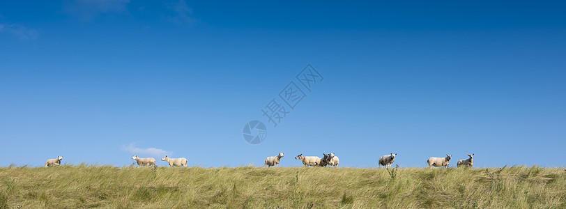 在阴原蓝天下 绵羊在草地上漂浮蓝色羊毛母羊哺乳动物羔羊天空蓝天场地羊肉家畜图片