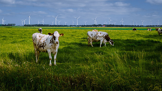 荷兰乌尔克荷兰 荷兰棕牛和白牛草原农田场地牛肉农场牧场农村蓝色家畜阳光图片