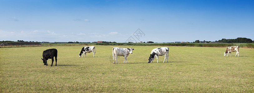 夏天在杜奇岛特克塞尔的蓝色天空下 在草地绿草中发现的年轻小牛动物农田牧场牛奶哺乳动物家畜荒野房子奶制品草原图片