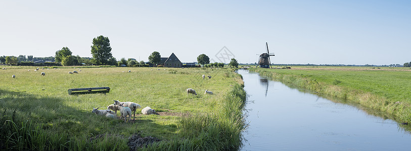 杜特奇省努尔德霍伦和奥尔克马之间的运河和风车附近草地的绵羊图片