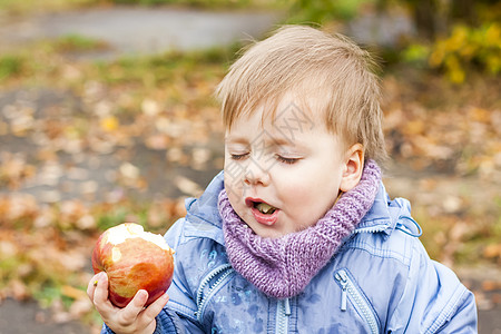 秋天的心情 一个男孩在黄色树叶的背景下摆姿势 吃着多汁的红苹果 一个孩子的秋天画象有一个苹果的 视线 可爱的微笑男孩森林外貌公园图片