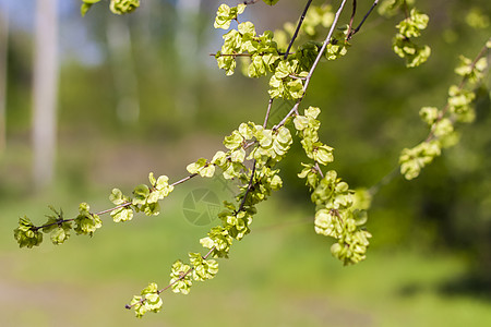 世界环境日花园中绿色模糊背景上绿叶的特写视图 并以自然绿色植物景观生态学为背景 复制空间墙纸生活太阳世界叶子森林环境清洁度宏观生态背景