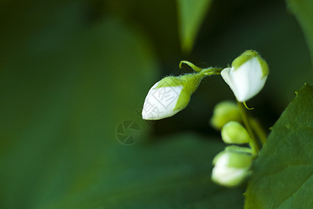 白色茉莉花紧贴 彩色的宏观摄影 以自然景观 生态学为背景 通过复制空间对模糊绿化物进行近贴墙纸花园世界叶子太阳环境绿色植物森林微图片