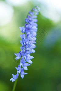 蓝色花朵特写 颜色的微距摄影 以自然景观 生态森林清洁度太阳宏观绿色植物环境植物生活背景墙纸图片