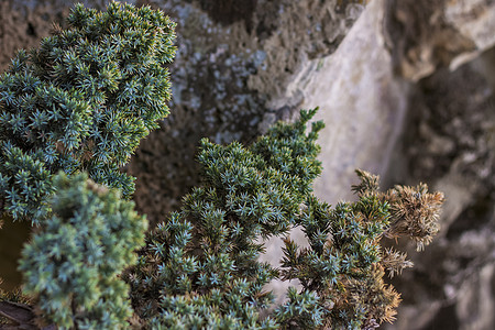 花园中绿色模糊背景上绿叶的特写视图 并以自然绿色植物景观生态学为背景 复制空间宏观叶子太阳清洁度森林世界墙纸环境植物生活图片