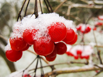 画上一堆红色的红莓子 花园里有白雪天气水果浆果绿色季节性季节自然食物荚蒾植物图片