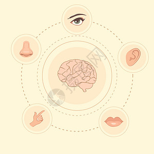 5 个感官嘴唇卡通片插图白色教育洞察力眼睛手指解剖学科学图片