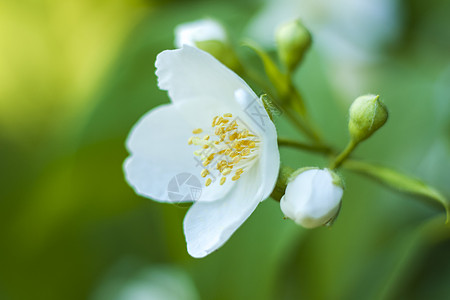 白色茉莉花紧贴 彩色的宏观摄影 以自然景观 生态学为背景 通过复制空间对模糊绿化物进行近贴墙纸生态生活森林绿色植物植物世界生长叶图片