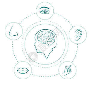 5 个感官解剖学教育耳朵身体医疗收藏卡通片插图白色手指图片
