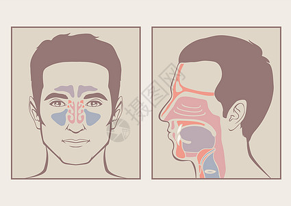 鼻喉解剖图片
