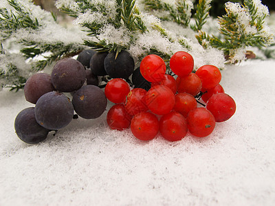 黑葡萄的冬季生命和白雪背景上的红贝子 文字或刻字的地方 请见下图please叶子绿色自然食物天气荚蒾红色浆果植物季节性图片
