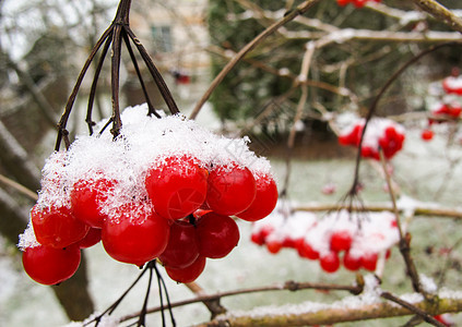 画上一堆红色的红莓子 花园里有白雪绿色季节性荚蒾植物季节食物木头自然白色浆果图片