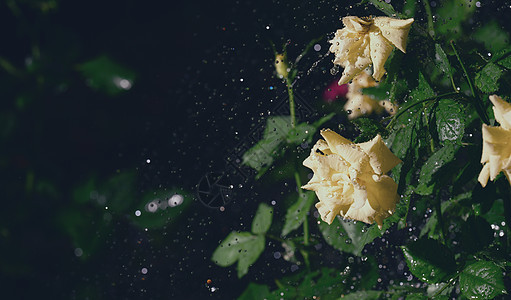 雨中花园的黄玫瑰 雨下有滴落图片