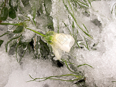 冬天在花园里 第一霜冻白玫瑰和水滴图片