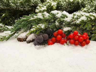 黑葡萄的冬季生命和白雪背景上的红贝子 文字或刻字的地方 请见下图please食物浆果水果荚蒾绿色季节性白色红色自然天气图片