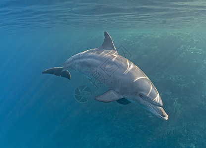 在热带珊瑚礁上水下游泳的瓶尾鼻海豚图片