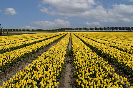 Holland 字段中的黄色郁金香图片