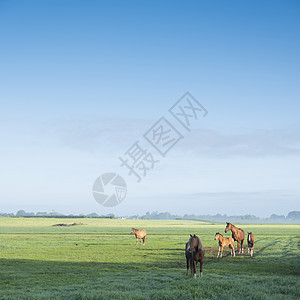 夏日清晨 在蓝天下的Holland和Holland的青草草地和遥远农场里国家农村场地风景太阳季节农业牧场薄雾动物图片