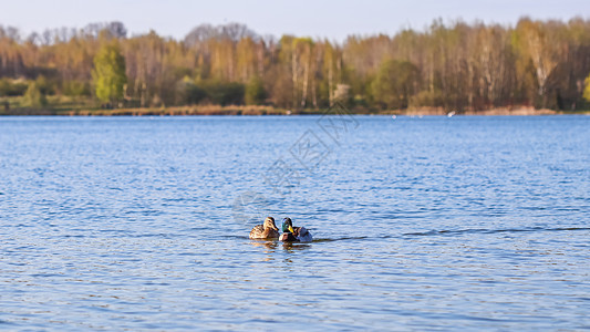 在湖上游泳的马勒德鸭中的德雷克和雌图片