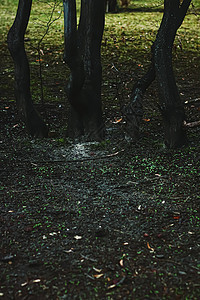 黑暗林木 森林和自然中的树干季节黑色叶子太阳松树公园苔藓绿色远足树叶图片