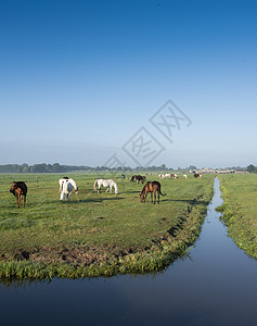 夏日清晨 在蓝天下的Holland和Holland 许多马骑着绿色草地草地和遥远的农场蓝色动物季节风景农村牧场国家太阳农田天空图片