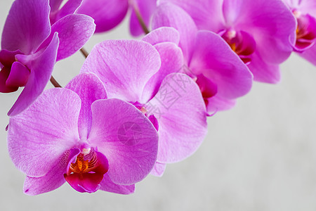 白色背景的紫兰花粉白花朵植物群花束异国紫色庆典热带纪念日植物学礼物周年图片